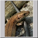 Zootoca vivipara - Waldeidechse 17 jung.jpg